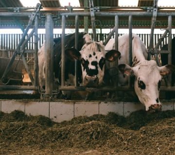 Duurzaamheid in de kalverstal: Het belang van kunststof panelen